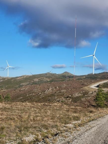A florestação do Baldio da Nogueira 